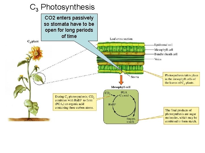 C 3 Photosynthesis CO 2 enters passively so stomata have to be open for