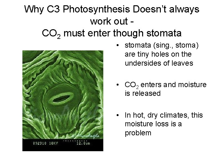 Why C 3 Photosynthesis Doesn’t always work out CO 2 must enter though stomata
