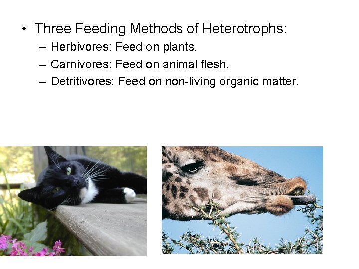  • Three Feeding Methods of Heterotrophs: – Herbivores: Feed on plants. – Carnivores: