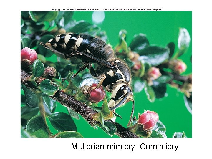 Mullerian mimicry: Comimicry 