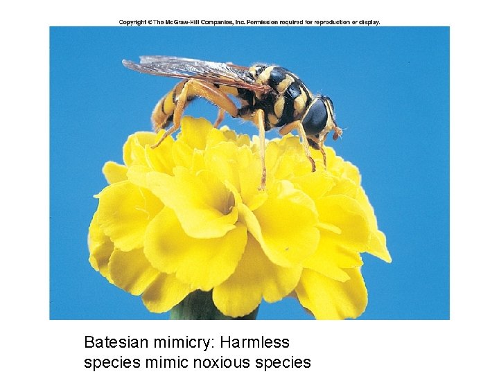 Batesian mimicry: Harmless species mimic noxious species 