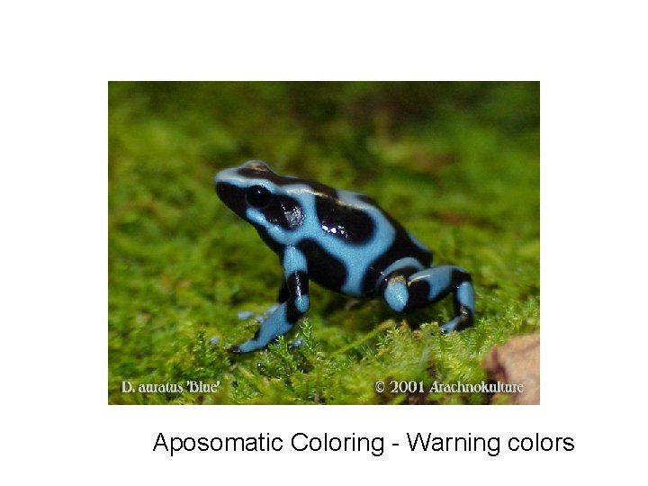 Aposomatic Coloring - Warning colors 