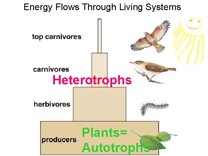 Energy Flows Through Living Systems Heterotrophs Plants= Autotrophs 