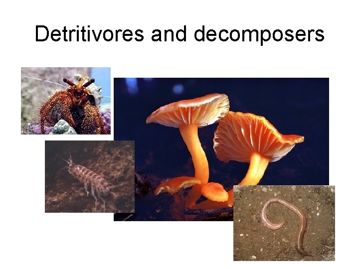 Detritivores and decomposers 