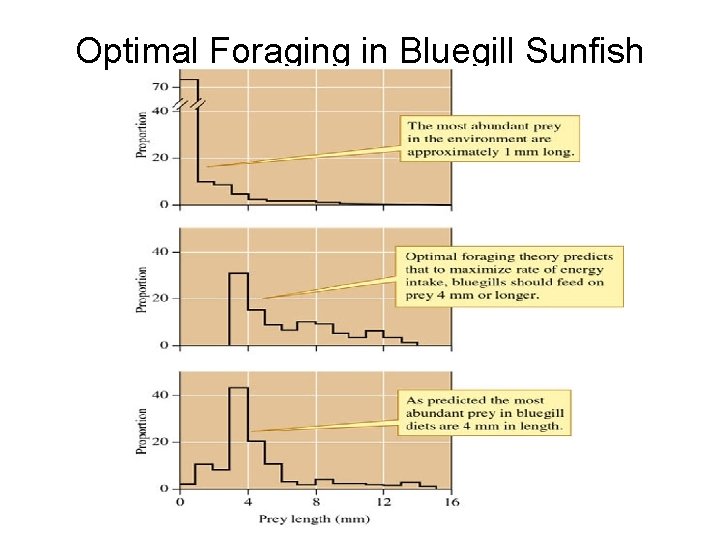 Optimal Foraging in Bluegill Sunfish 