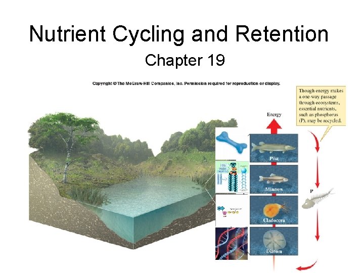 Nutrient Cycling and Retention Chapter 19 