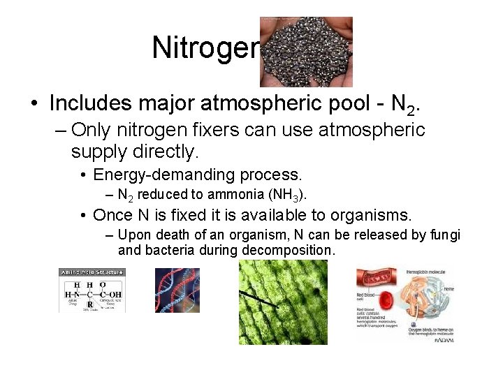 Nitrogen Cycle • Includes major atmospheric pool - N 2. – Only nitrogen fixers