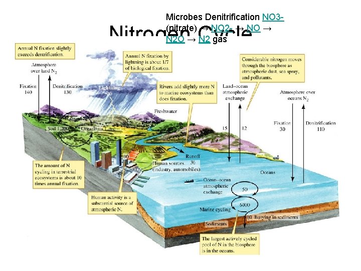 Microbes Denitrification NO 3(nitrate) → NO 2 - → NO → N 2 gas