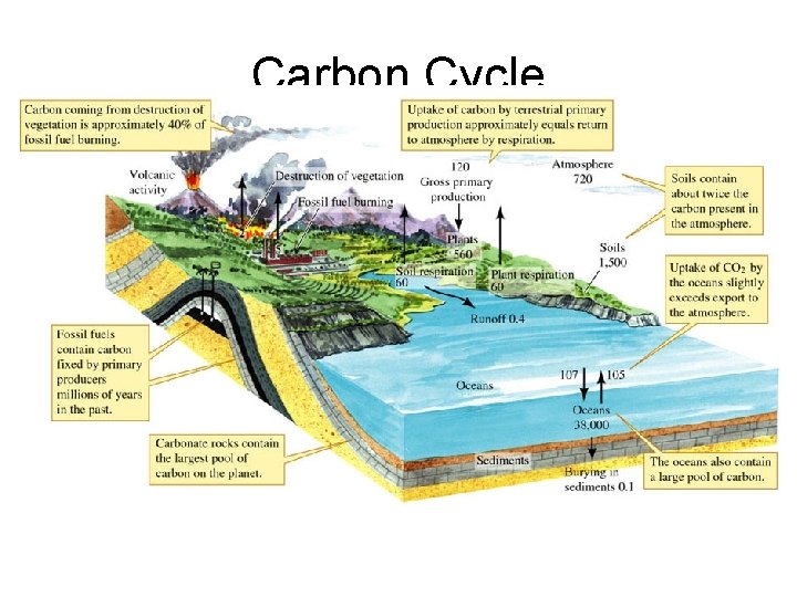 Carbon Cycle 