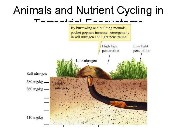 Animals and Nutrient Cycling in Terrestrial Ecosystems 