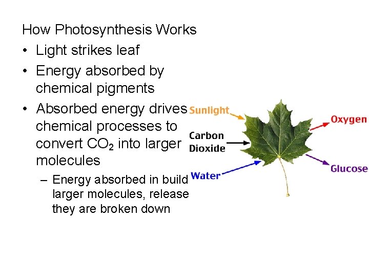 How Photosynthesis Works • Light strikes leaf • Energy absorbed by chemical pigments •