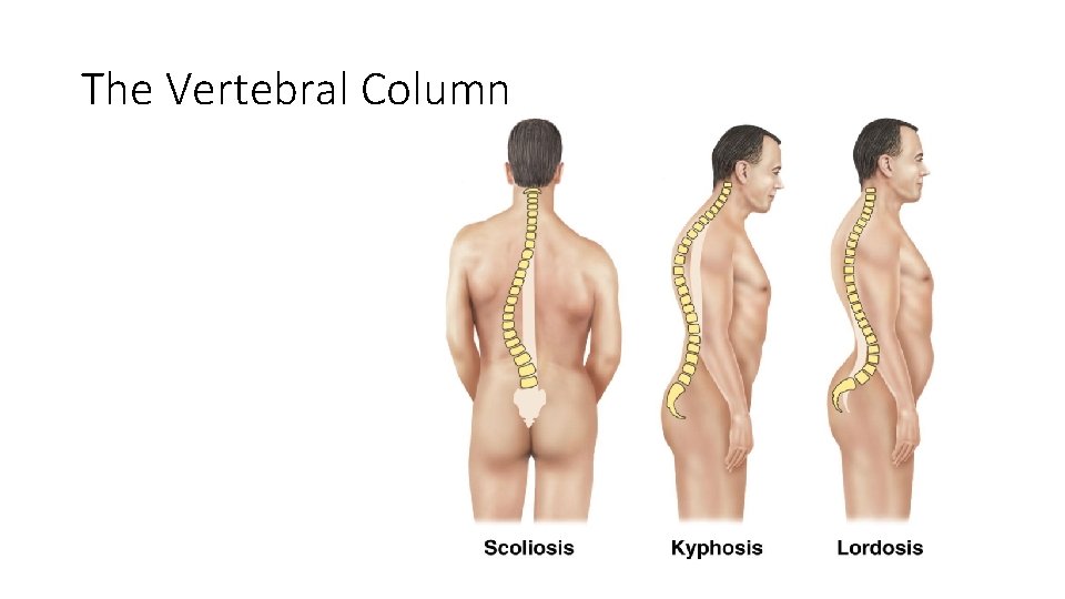 The Vertebral Column Figure 5. 16 