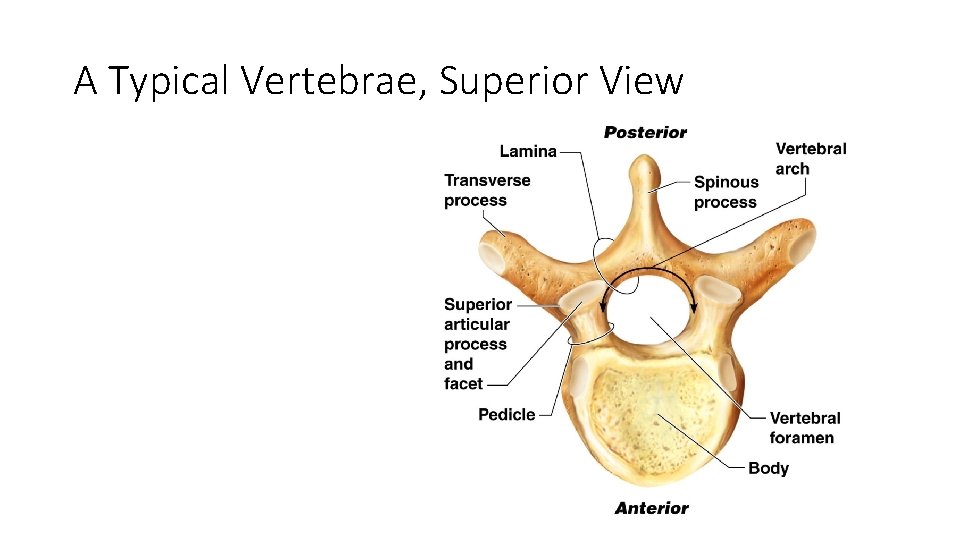 A Typical Vertebrae, Superior View Figure 5. 17 