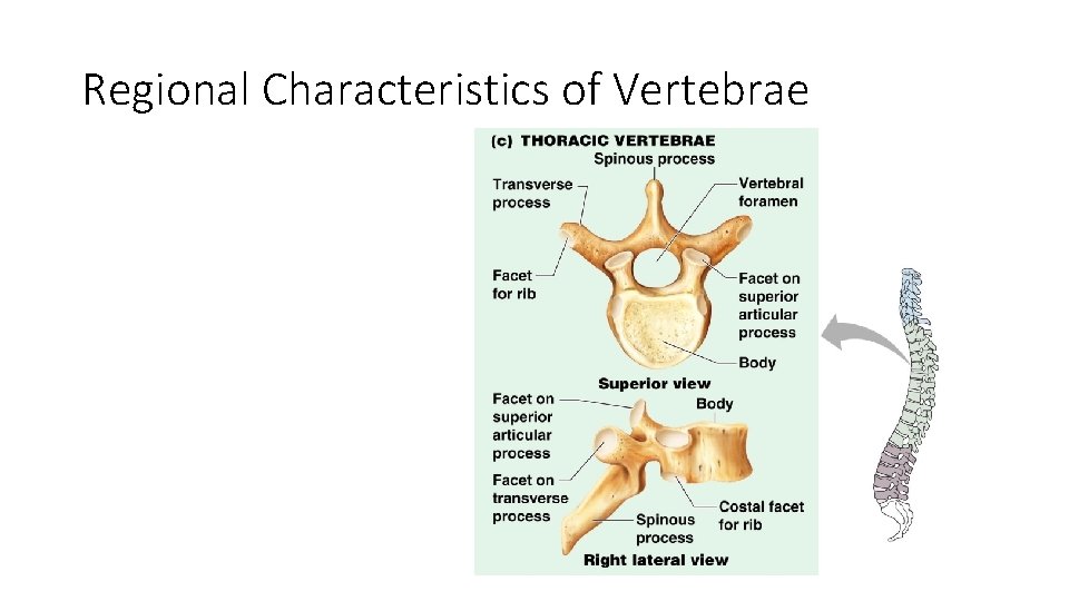 Regional Characteristics of Vertebrae Figure 5. 18 c 