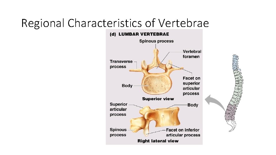 Regional Characteristics of Vertebrae Figure 5. 18 d 