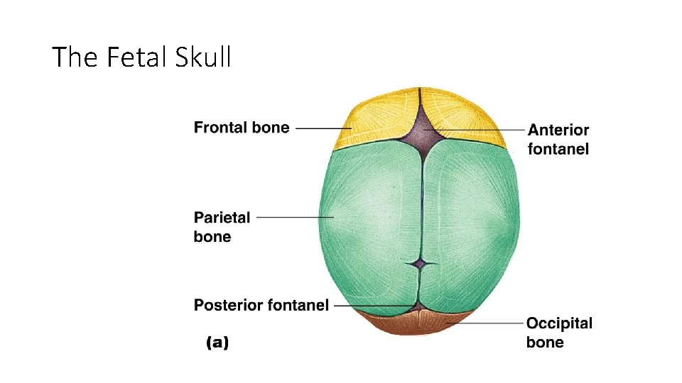 The Fetal Skull Figure 5. 13 a 