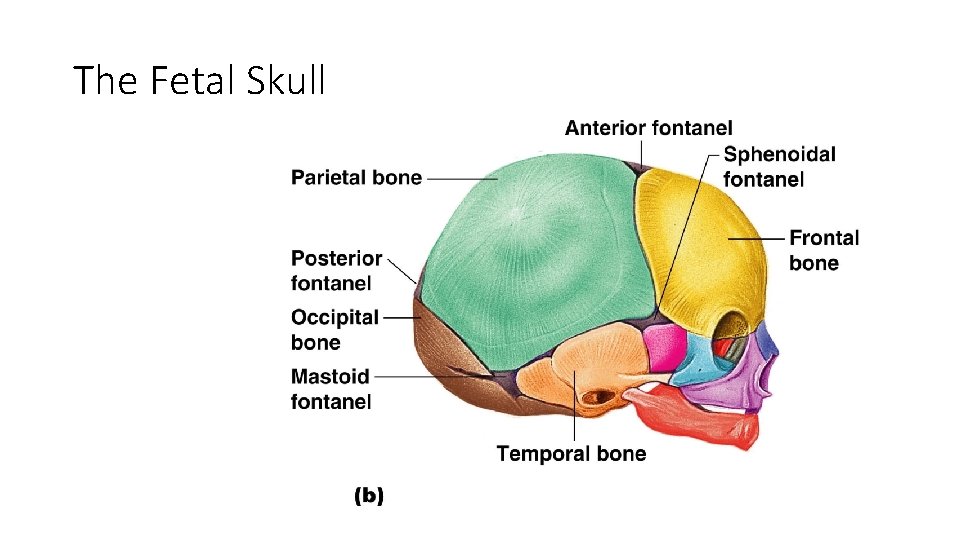 The Fetal Skull Figure 5. 13 b 