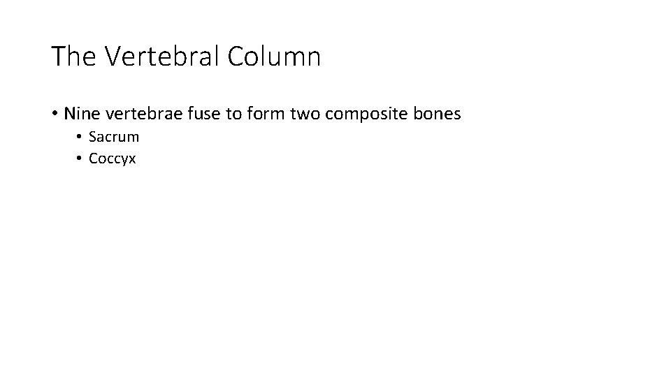 The Vertebral Column • Nine vertebrae fuse to form two composite bones • Sacrum