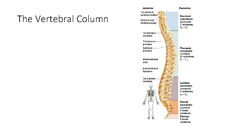 The Vertebral Column Figure 5. 14 