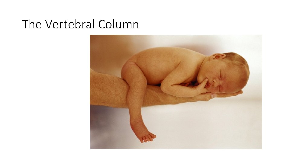 The Vertebral Column Figure 5. 15 