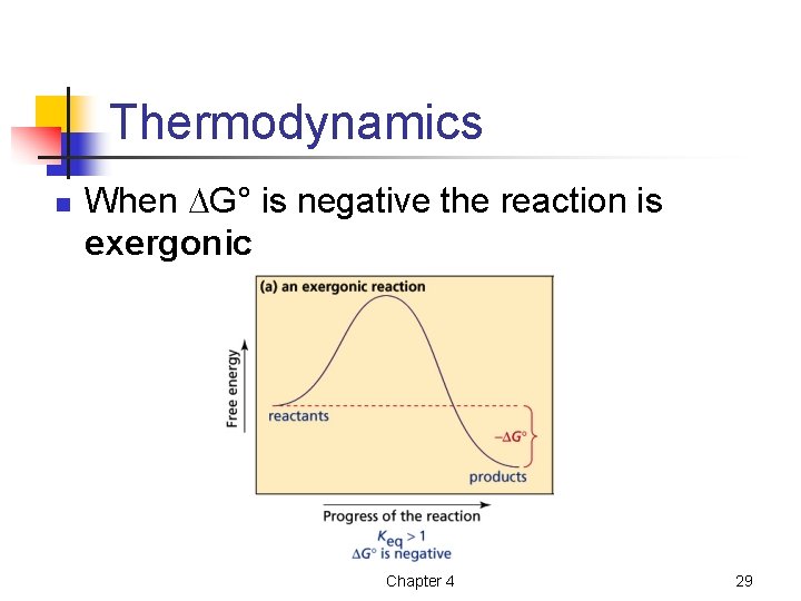 Thermodynamics n When G° is negative the reaction is exergonic Chapter 4 29 