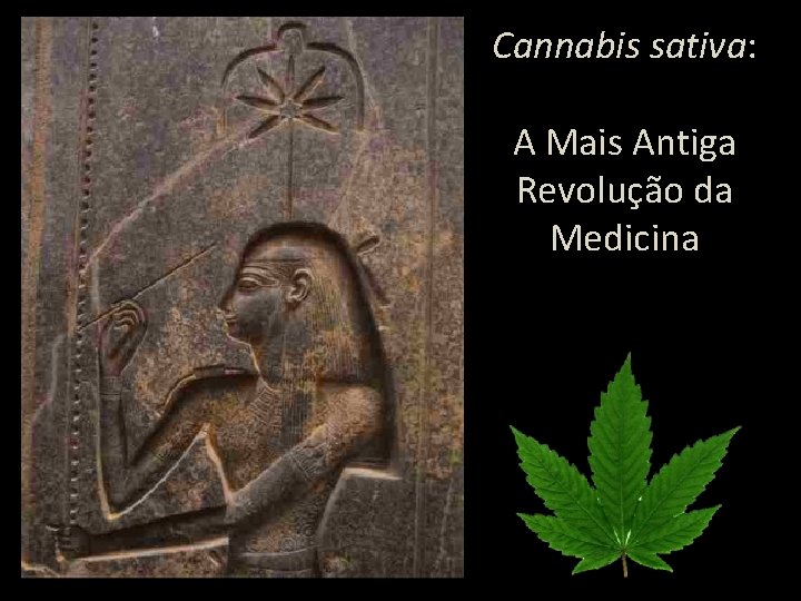 Cannabis sativa: A Mais Antiga Revolução da Medicina 