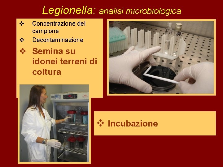 Legionella: analisi microbiologica v v Concentrazione del campione Decontaminazione v Semina su idonei terreni