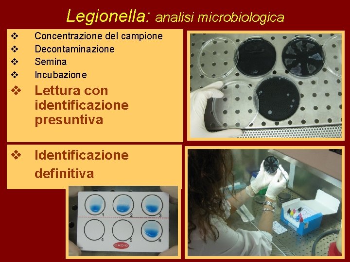 Legionella: analisi microbiologica v v Concentrazione del campione Decontaminazione Semina Incubazione v Lettura con