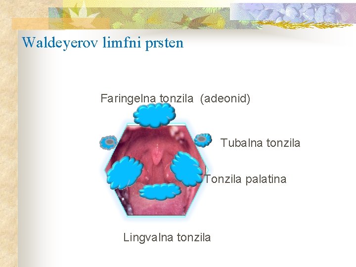 Waldeyerov limfni prsten Faringelna tonzila (adeonid) Tubalna tonzila Tonzila palatina Lingvalna tonzila 