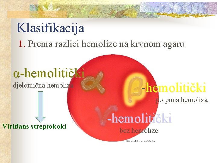 Klasifikacija 1. Prema razlici hemolize na krvnom agaru α-hemolitički djelomična hemoliza -hemolitički potpuna hemoliza