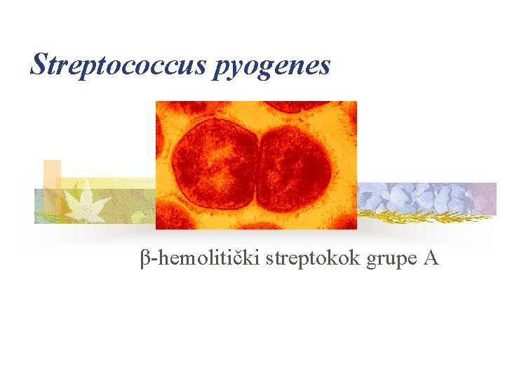 Streptococcus pyogenes β-hemolitički streptokok grupe A 