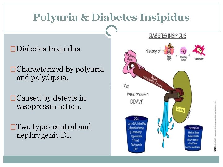 Polyuria & Diabetes Insipidus �Characterized by polyuria and polydipsia. �Caused by defects in vasopressin