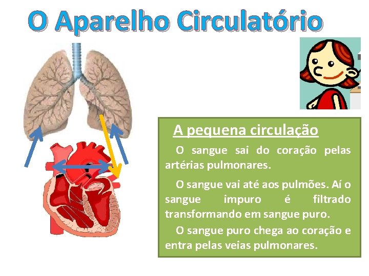 O Aparelho Circulatório A pequena circulação O sangue sai do coração pelas artérias pulmonares.