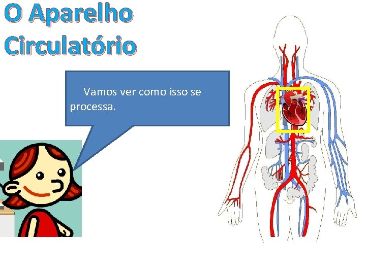 O Aparelho Circulatório O aparelho circulatório é o Os responsáveis pela processo Vamosque ver