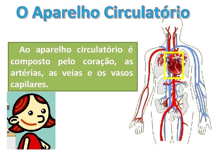 O Aparelho Circulatório Ao aparelho circulatório é composto pelo coração, as artérias, as veias