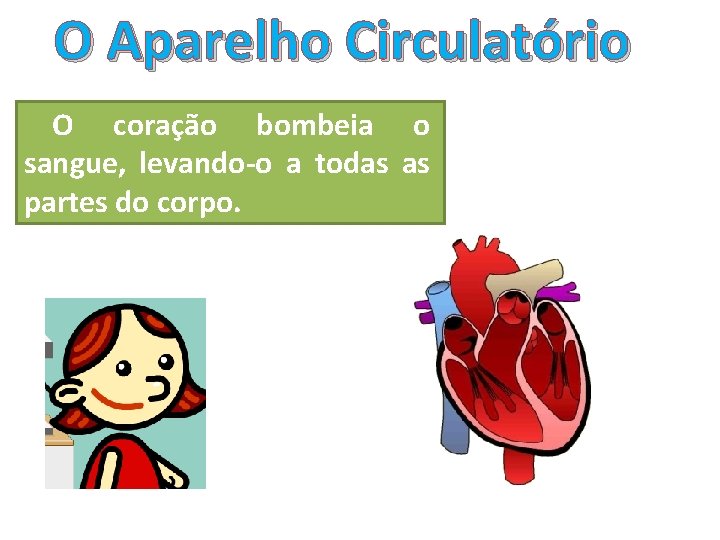 O Aparelho Circulatório O coração bombeia o sangue, levando-o a todas as partes do