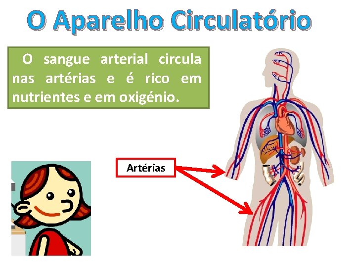 O Aparelho Circulatório O sangue arterial circula nas artérias e é rico em nutrientes