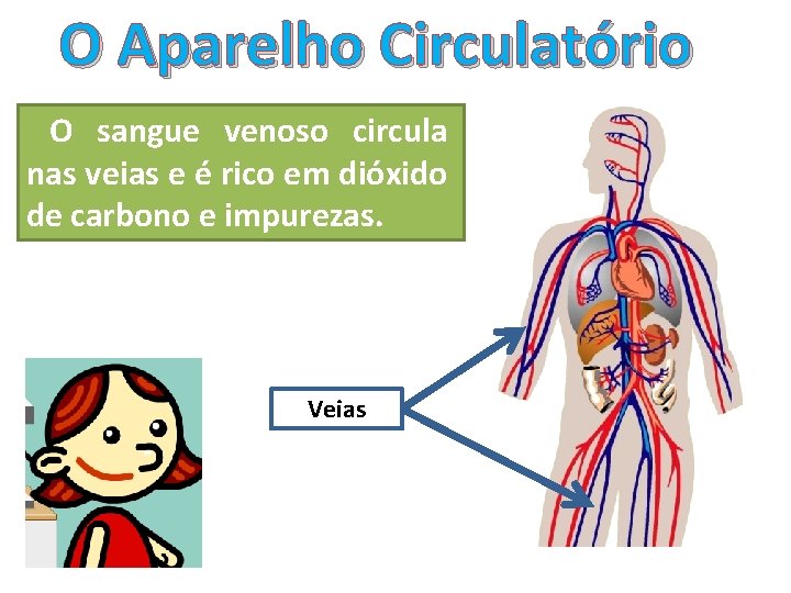 O Aparelho Circulatório O sangue venoso circula nas veias e é rico em dióxido