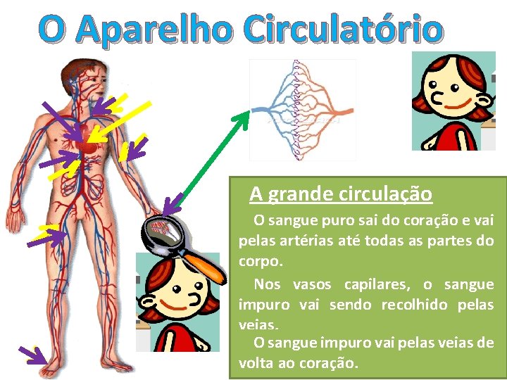 O Aparelho Circulatório A grande circulação O sangue puro sai do coração e vai