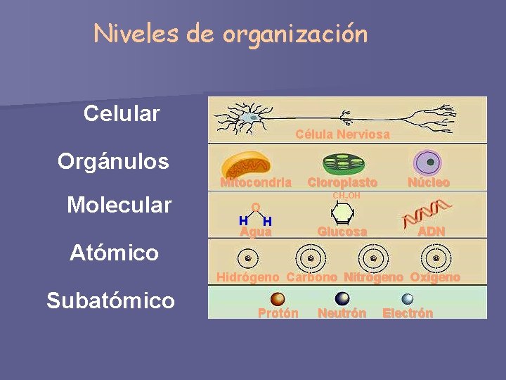 Niveles de organización Celular Célula Nerviosa Orgánulos Mitocondria Molecular O H H Agua Cloroplasto