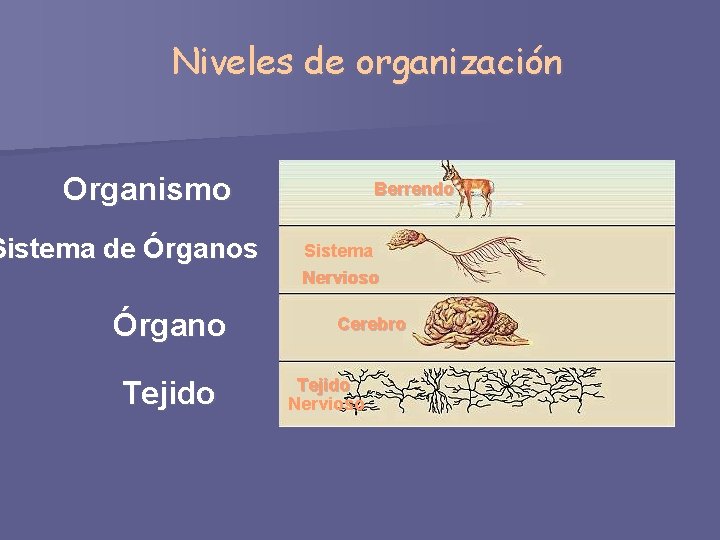 Niveles de organización Organismo Sistema de Órganos Órgano Tejido Berrendo Sistema Nervioso Cerebro Tejido