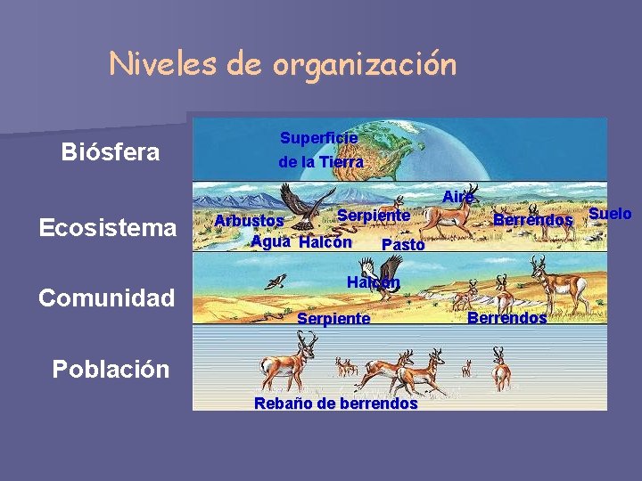 Niveles de organización Biósfera Ecosistema Comunidad Superficie de la Tierra Serpiente Arbustos Agua Halcón