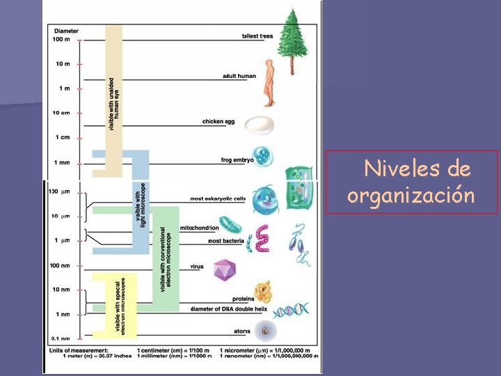 Niveles de organización 