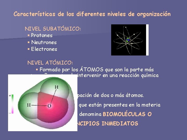 Características de los diferentes niveles de organización NIVEL SUBATÓMICO: § Protones § Neutrones §