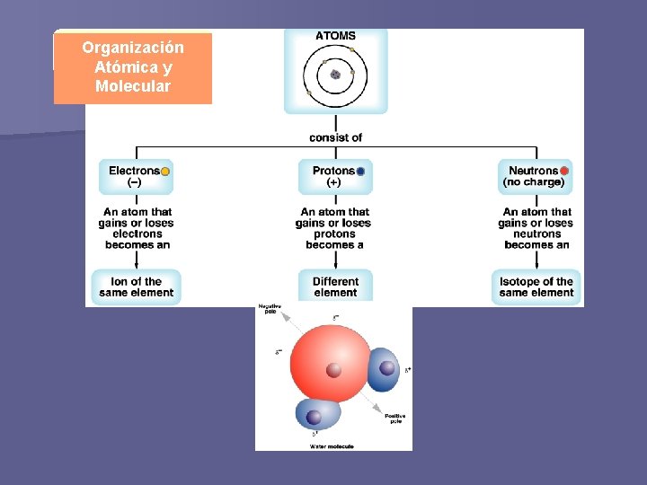 Organización Atómica y Molecular 