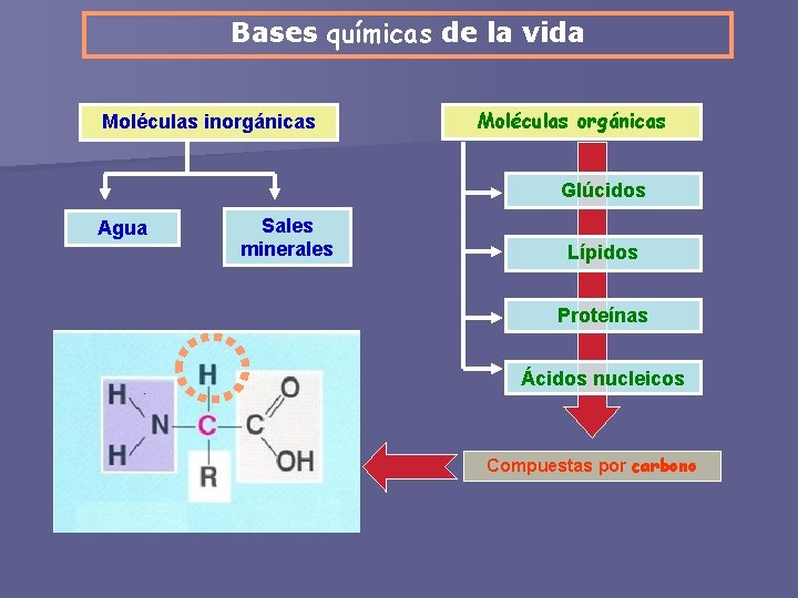 Bases químicas de la vida Moléculas inorgánicas Moléculas orgánicas Glúcidos Agua Sales minerales Lípidos