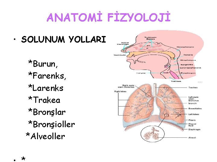 ANATOMİ FİZYOLOJİ • SOLUNUM YOLLARI *Burun, *Farenks, *Larenks *Trakea *Bronşlar *Bronşioller *Alveoller 