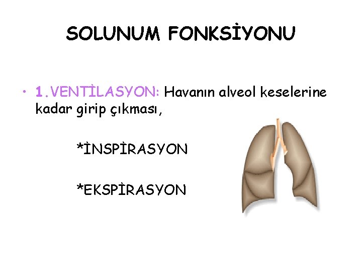 SOLUNUM FONKSİYONU • 1. VENTİLASYON: Havanın alveol keselerine kadar girip çıkması, *İNSPİRASYON *EKSPİRASYON 