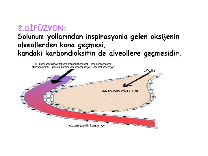 2. DİFÜZYON: Solunum yollarından inspirasyonla gelen oksijenin alveollerden kana geçmesi, kandaki karbondioksitin de alveollere