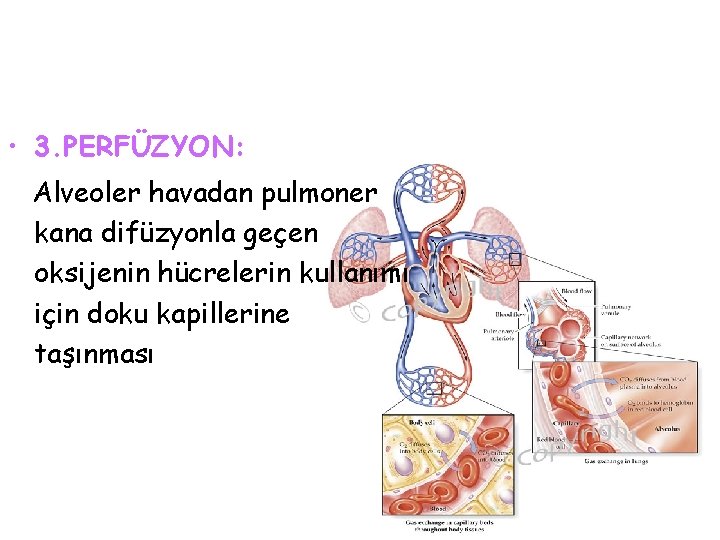  • 3. PERFÜZYON: Alveoler havadan pulmoner kana difüzyonla geçen oksijenin hücrelerin kullanımı için
